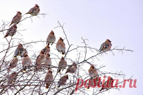 Свиристель