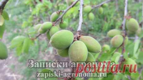 Как ухаживать за абрикосом &amp;bull; zapiski-agronoma.ru