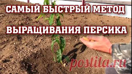 Самый быстрый способ выращивания персика ! ! !