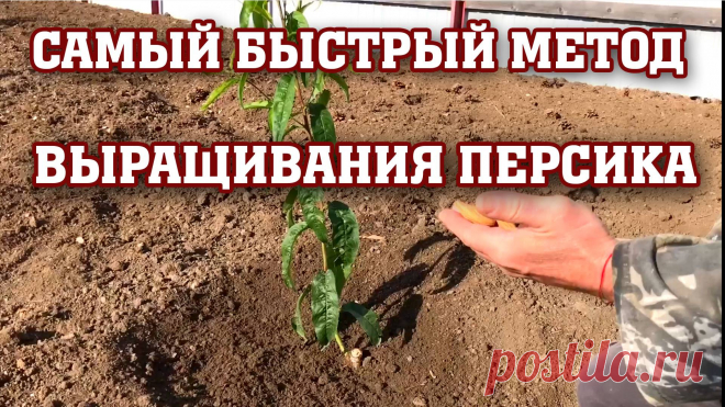 Самый быстрый способ выращивания персика ! ! !