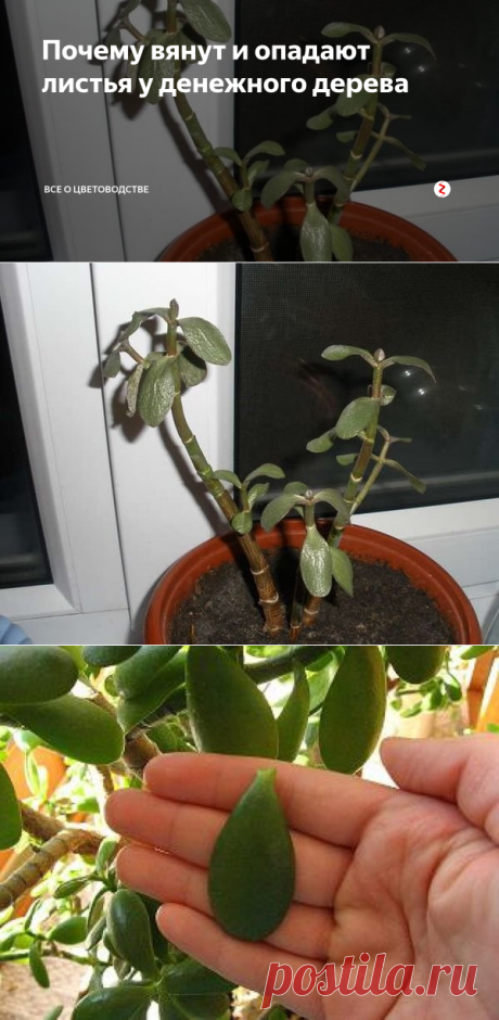 Почему вянут и опадают листья у денежного дерева | Все о цветоводстве | Яндекс Дзен