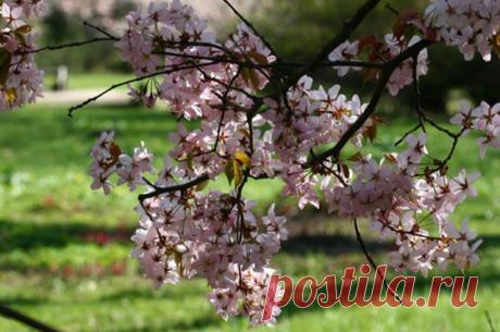 Создаем садик в японском стиле | Дачный участок