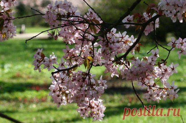 Создаем садик в японском стиле | Дачный участок