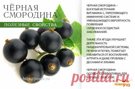 Черная смородина полезные свойства