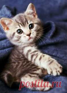 follow frıend: cats