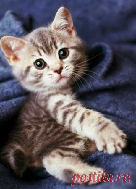 follow frıend: cats