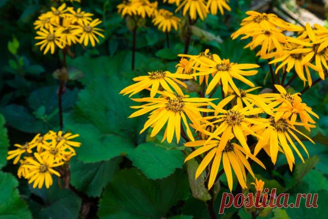 Бузульник – огненный цветок 

источник Клуб любителей дачи
 

 







Бузульник – огненный цветокЕсли вам нравится оранжевый или желтый цвет, если вам по душе высокие, монументальные цветы, советуем обратить внимание на бузульн…