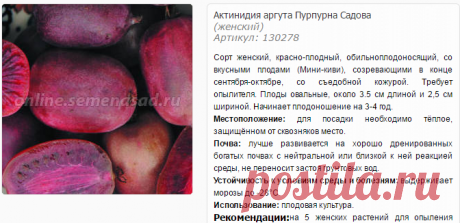 Актинидия аргута Пурпурна Садова - Актинидия - Плодовые - Саженцы - Каталог - SemenaSad.ru