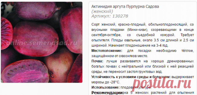 Актинидия аргута Пурпурна Садова - Актинидия - Плодовые - Саженцы - Каталог - SemenaSad.ru