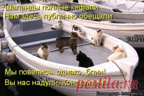 Новая смешная котоматрица