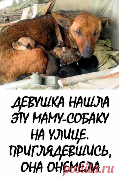 Девушка нашла эту маму-собаку на улице. Приглядевшись, она онемела