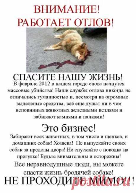 ВНИМАНИЕ!!!!! Завтра с раннего утра (19,05.17) масштабный отлов Собак (ГОРОКОЦЕНТР готов по максимуму, у них появилось новое оружие для отлова!!!!!!! В Калининском и Курчатовском районе. Будде внимательны, СООБЩИТЕ ВСЕМ!!!!!!!!!!!!!!!!!!!!!!!!!!!!!!!!!!!!!!!!!!!!!!!!!!!!!!!!!!!!!!!!!!!!!!!!!!!!!!!!!!!!!!!!!!!!!!!