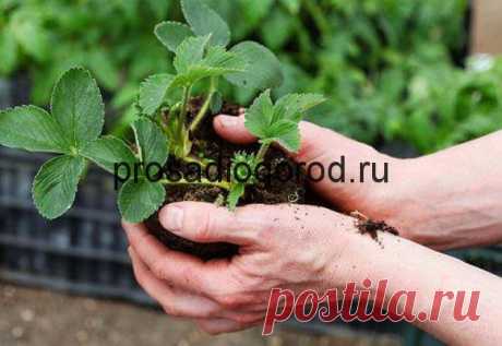 Пересадка клубники осенью: технология, правильный уход, выбор места и времени, видео и фото