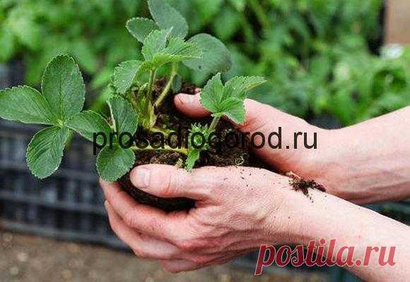 Пересадка клубники осенью: технология, правильный уход, выбор места и времени, видео и фото