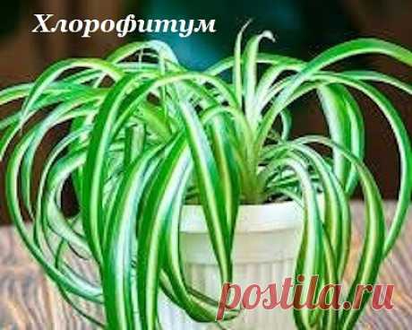 Растения, которые очищают воздух
Фиторемедиация
Добавление комнатных растений в свой дом – это отличный способ улучшить качество воздуха.

 Они не только удаляют токсины из воздуха, но и могут повысить уровень влажности и добавить красок и жизни вашему дому.