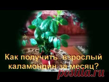 Как получить взрослое дерево каламондина за месяц? - YouTube Рыбий жир - это фосфор, сера и много много всего. Железо в капсулах в аптеке чтобы не было хлороза. Но не переборщать.