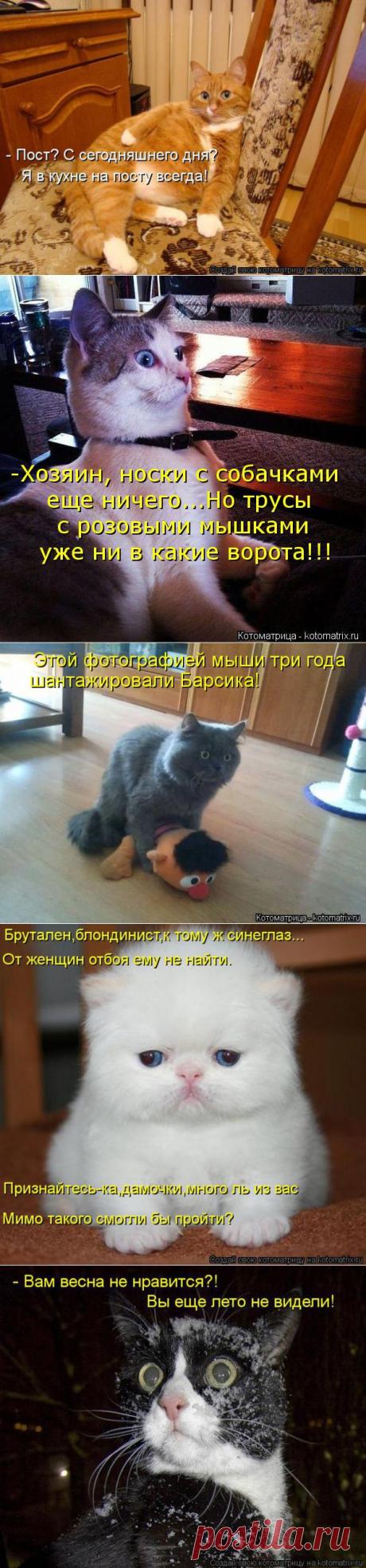 Котоматрица 2013.