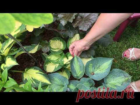 Обзор коллекции хост. Часть 2