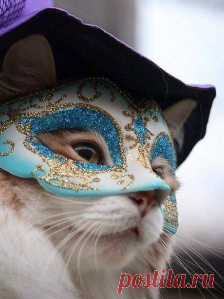 Кот и Кошка