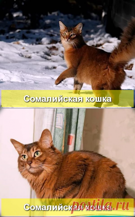 Сомалийская кошка: характеристика породы - Про Питомца
