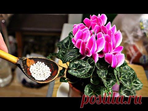 1 ложечка и цветение уже не остановить! У соседки домашние цветы роскошные Суперфосфат цветам в доме