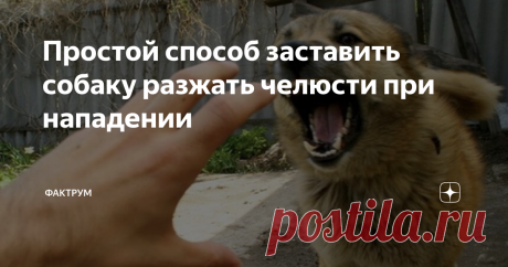Простой способ заставить собаку разжать челюсти при нападении Данный способ мне рассказал мой знакомый кинолог и я спешу поделиться им с вами. Этот метод применяется при разнимании собак в моменты драки, в том числе и бойцовых пород.

Если вы стали свидетелем нападения пса на кого-либо из рядом присутствующих, то вы можете спасти человеку жизнь.