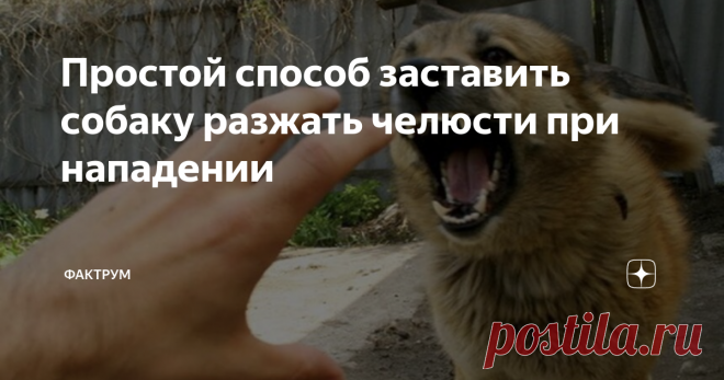 Простой способ заставить собаку разжать челюсти при нападении Данный способ мне рассказал мой знакомый кинолог и я спешу поделиться им с вами. Этот метод применяется при разнимании собак в моменты драки, в том числе и бойцовых пород.

Если вы стали свидетелем нападения пса на кого-либо из рядом присутствующих, то вы можете спасти человеку жизнь.