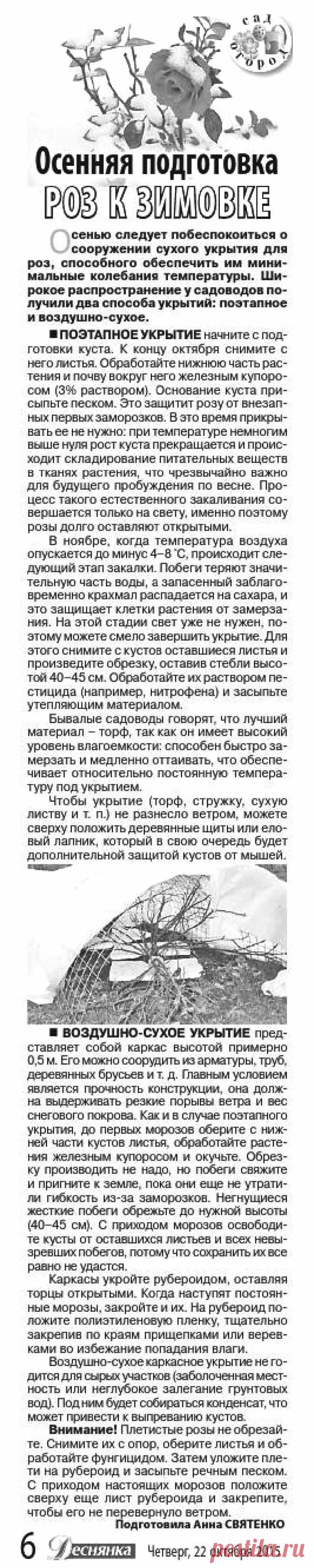 Осенняя подготовка роз к зимовке