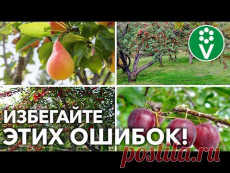 СОСЕДИ ПО САДУ – КАКИЕ РАСТЕНИЯ НЕ ДРУЖАТ МЕЖДУ СОБОЙ? Что с чем НЕЛЬЗЯ сажать рядом?! - YouTube