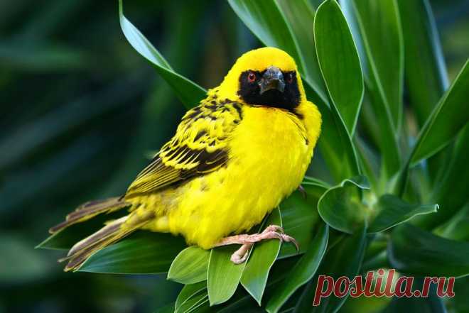 Остров Маврикий