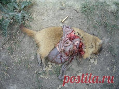 Трофеи с 223 калибра • Популярное оружие