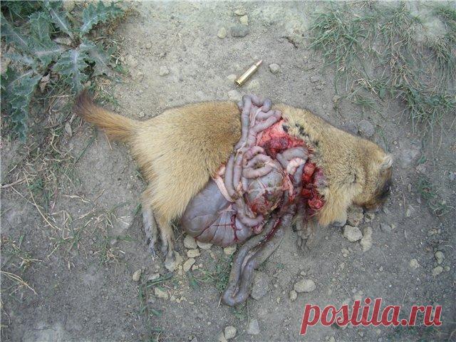 Трофеи с 223 калибра • Популярное оружие