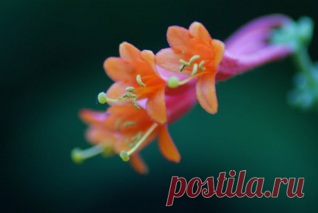 Honeysuckles photo by Aubryknight