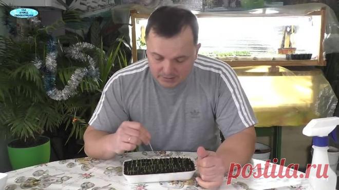 Проблема с выращиванием вербены؟ Смотрите это видео!