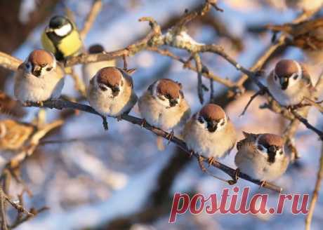 Интересные факты о тех, кто всегда рядом: о воробьях!