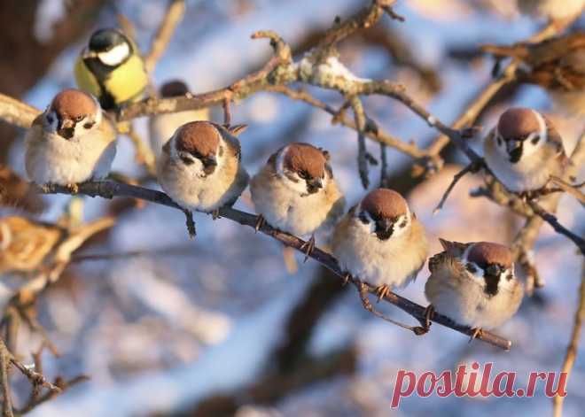 Интересные факты о тех, кто всегда рядом: о воробьях!