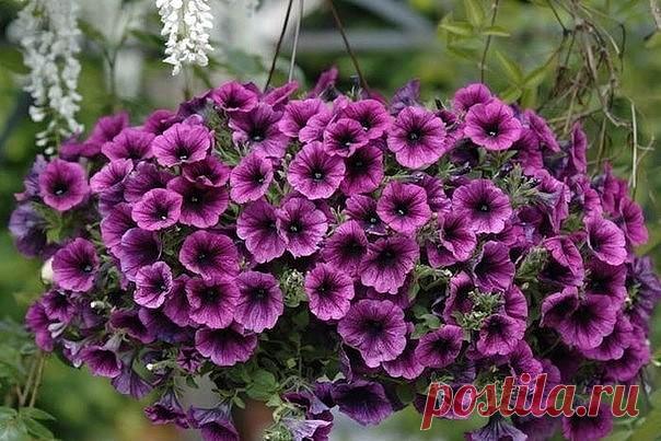 Одноклассники