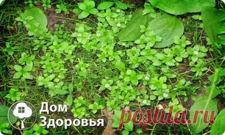Лучший сорняк в огороде !