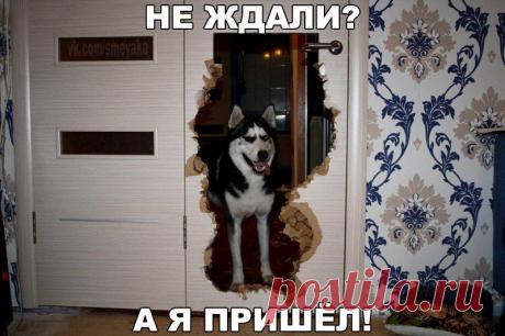 Не ждали? | Позитив