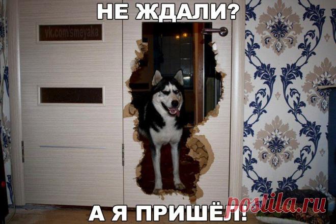 Не ждали? | Позитив