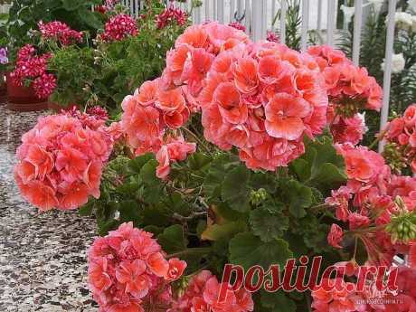 Одноклассники