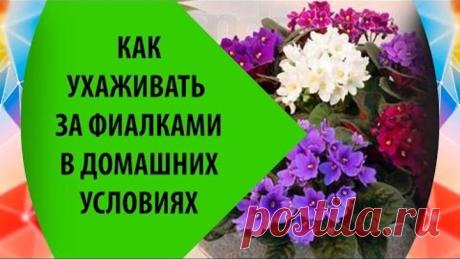 Фиалка: уход в домашних условиях - мой опыт
