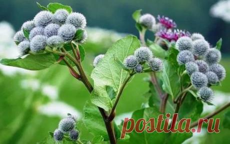 ЛОПУХ - РУССКИЙ ЖЕНЬШЕНЬ 
 
Используется как пищевое растение и 
для лечения рахита, при аллергиях, диатезах, почечнокаменной болезни, 
подагре, сахарном диабете, холецистите, гепатите, запорах, геморрое, 
экземе, псориазе, артритах, облысении, фурункулах, сыпях; лихорадках, 
мастопатиях, задержке месячных, в онкологии. Действует 
как потогонное, мочегонное, жаропонижающее, противовоспалительное, 
антитоксичное, витаминное, сахароснижающее, обменное, слабительное, 
желчегонное, противозудное, пр