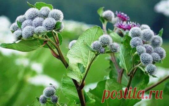 ЛОПУХ - РУССКИЙ ЖЕНЬШЕНЬ 
 
Используется как пищевое растение и 
для лечения рахита, при аллергиях, диатезах, почечнокаменной болезни, 
подагре, сахарном диабете, холецистите, гепатите, запорах, геморрое, 
экземе, псориазе, артритах, облысении, фурункулах, сыпях; лихорадках, 
мастопатиях, задержке месячных, в онкологии. Действует 
как потогонное, мочегонное, жаропонижающее, противовоспалительное, 
антитоксичное, витаминное, сахароснижающее, обменное, слабительное, 
желчегонное, противозудное, пр