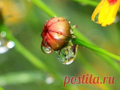 (26) Одноклассники