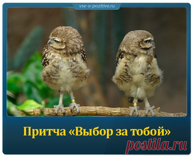 Притча "Выбор за тобой"