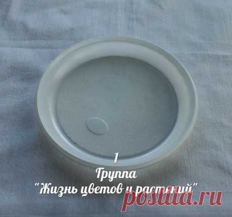 Приспособление для формирования плоской розетки фиалки. ПОШАГОВАЯ ИНСТРУКЦИЯ.

1. Берем пластиковую тарелку.

2. Обводим горшок, в который будем сажать фиалку.

3. Из центра делаем надрезы до метки. 

4. Через дно горшка вставляем тарелку. Если розетка небольшая, то дном тарелки кверху, если большая, то наоборот. 

5. Затем ставим эту конструкцию на кашпо.

6. Если предполагается фитильный полив, то ставим на стакан.

Всегда свежая информация в  Клубе любителей цветов | Комнатные, садовые цветы