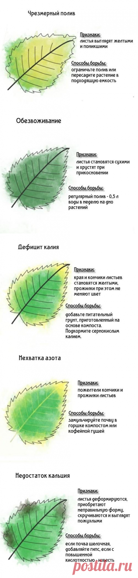 Почему желтеют растения – объясняем все причины (инфографика)