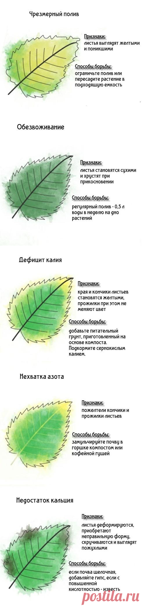 Почему желтеют растения – объясняем все причины (инфографика)