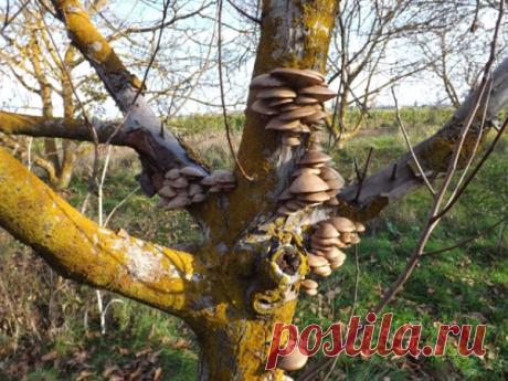 Гриб-трутовик на плодовом дереве Многие наверняка видели на стволах деревьев грибы-трутовики. Для плодового дерева это болезненный симптом. Почему появляются трутовики и как с ними поступать?